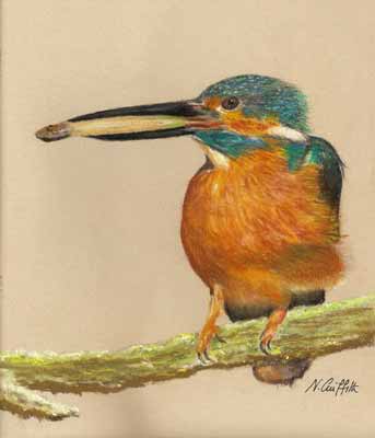 Kingfisher