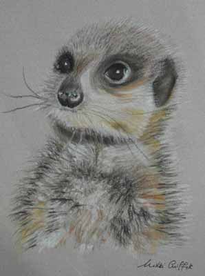 Meerkat