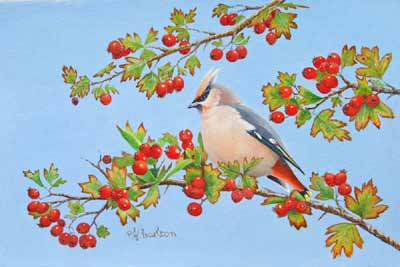 Waxwing